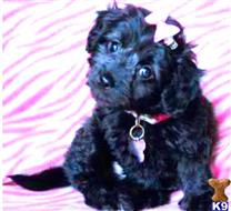 maltipoo puppy posted by NEW PUPPIES
